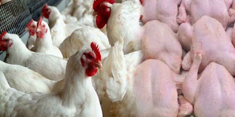 أسعار الدجاج  تقفز من جديد أيام قبل رمضان